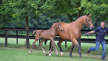 Advertisement; The first 'Foal Auction 111' a big success