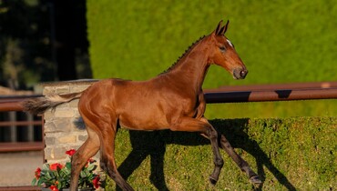 Trigon Auctions brings together elite performance genetics
