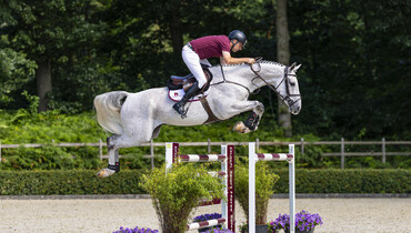 Dutch Sport Horse Sales presents an unrivalled collection of future talents
