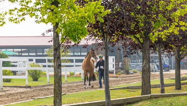 Where it all began... A look back at the horse inspection at the Spruce Meadows 'Masters' 2025