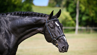 Parido Auction: Book your TRIALS + the mare DIRTY SWEET is the Wild Card of this edition!