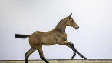 Foal Auction Prinsjesdag: Legendary bloodlines of Usha van’t Roosakker, Ratina Z and Glamour Girl within reach