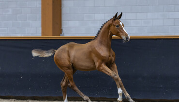 Limburg Foal Auction presents the next generation
