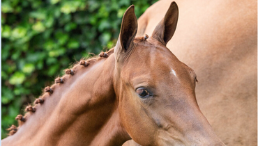 Final chance this year: Paardenveilingonline wraps up the foal season with a top collection