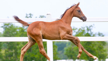 Haras d’Ick Auction, a label of quality!