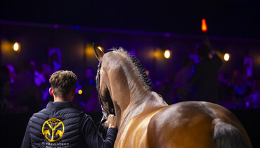 Coming Tuesday: The Youngsters Auction – A showcase of future showjumping stars