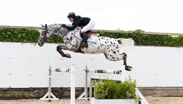 Youhorse.auction today and tomorrow: Featuring true stars and great bargains