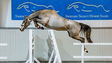 Swedish Select Horse Sales: Bidding opens today at 12:00!