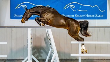 Swedish Select Horse Sales: Discover future showjumping stars at the 21th edition online auction!