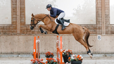 Equest Auction 4th edition - Sport horses ranging from young talents to GP prospects as well as exclusive implanted embryos