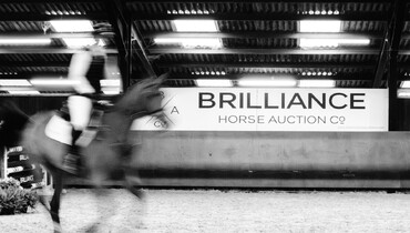 Welcome to the 4th edition of The Brilliance Horse Auction