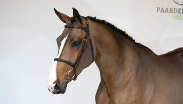 Paardenveilingonline: Final auction of the year - young talent & embryos