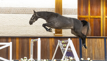 Trigon Auctions ends the year on a high note
