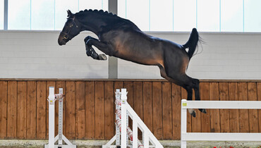 Christmas Free Jumping Sale to debut at Sentower Park on December 17