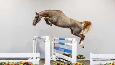 HX Auctions unveils the showjumping talents of tomorrow