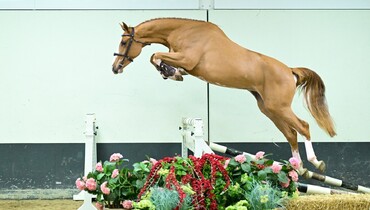A last-minute gift that jumps: SLF Christmas Auction returns with exclusive young and ridden showjumpers