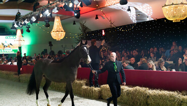 Tonight at the Suus Kuyten Auctions: Christmas, approved stallions and World Championship finalists