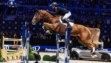From youngster to international Grand Prix horse – Qalista DN: “Every goal you set, she meets”