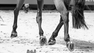 Science & showjumping – movement, grip, and soundness