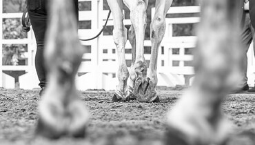 A total of 147 horses return safely to Europe from Doha