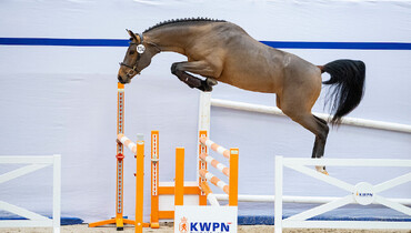 Strong pedigrees represent KWPN Select Sale
