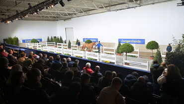 Zangersheide Stallion Auction 2026 set to spotlight the next generation at Sentower Park