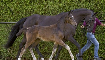 Advertisement; Limburg Foal Auction - Average price jumping foals exceeds €10.000