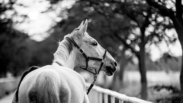 The Longines Global Champions Tour of Doha cancelled due to the current situation in the region