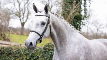 Paardenveilingonline opens 2026 with a broad collection of showjumping genetics for buyers and breeders