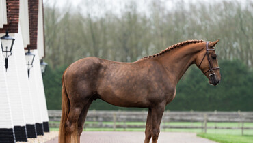 Suus Kuyten continues SK Favorite with promising stallion Russel