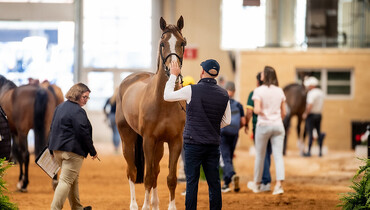 Willem Greve withdraws from the Longines FEI Jumping World Cup™ Final