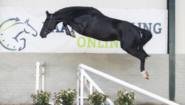 Paardenveilingonline presents: proven showjumping genetics for every budget