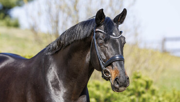 Olympic icon Chadino joins the “Continental Celtic Stronghold” of Gestüt Bonhomme