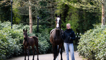 Exceptional Chacco-Blue filly featured in new Suus Kuyten auction