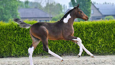 The countdown is on! The 2026 collection for the Belgian Warmblood Foal Auction (BWFA) has officially been revealed