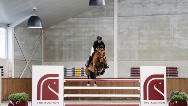 The Auction presents the Ecaussinnes Collection: 22 sport horses from Les Écuries d'Ecaussinnes — on sale from June 4 to 6, 2026