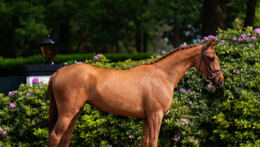 Exceptional three-year-old mare in latest auction by Suus Kuyten