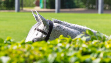 Nominated entries for the FEI Jumping World Championships 2026 available online
