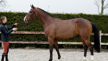 Stud farm Van de Heffinck’s Melanie Hamerlinck: “There is more to being good than sports results”