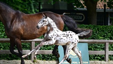 Flanders Foal Auction’s 2nd collection after record-breaking edition
