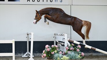 SLF Summer Auction returns with outstanding collection of foals, young talents and proven sport horses