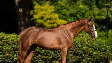Exceptional 4-year-old stallion by Untouched headlines the latest SK Favorite auction
