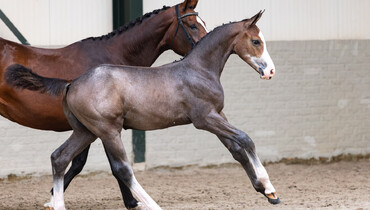 From Olympic stallions to Grand Prix bloodlines: Paardenveilingonline presents Summer Sale I