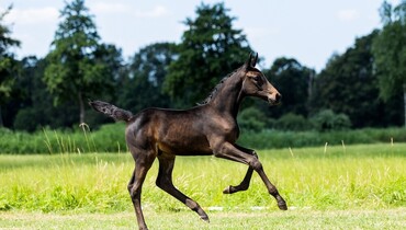 United Touch S, Dubai du Cedre, Explosion W, Chacco-Blue: StuDutch Auction launches one of its strongest foal auctions