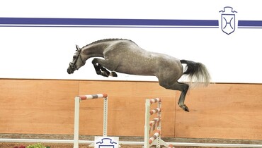 Advertisement; 13 October - First public presentation of the horses for sale at auction