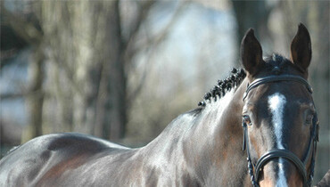 Farewell to Quito de Baussy
