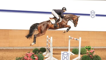 Advertisement; Holsteiner Elite Riding Auction 2015