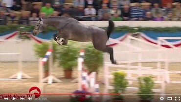 Twenty new stallions approved in Holstein