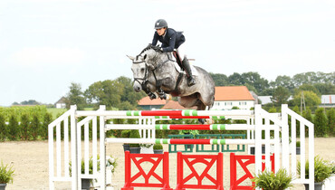 Advertisement: Holger Hetzel Sport Horse Sales 2015 presents Mr. Grey
