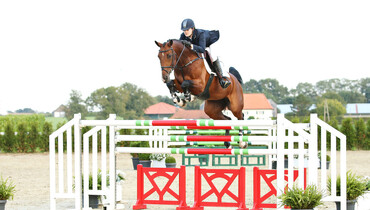 Advertisement: Holger Hetzel Sport Horse Sales 2015 presents The Rose